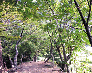 당숲은 보존해야 할 우리의 소중한 자산입니다 